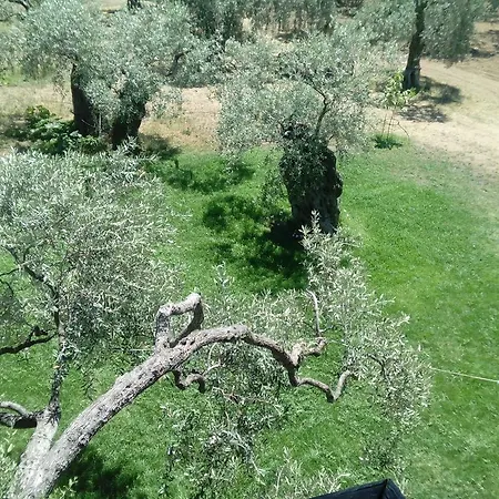 Thomi Σκάλα Ραχωνίου